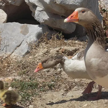 Hotel de apartamente Godik *